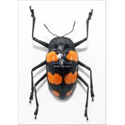 SCAPHIDOMORPHUS BOSCI